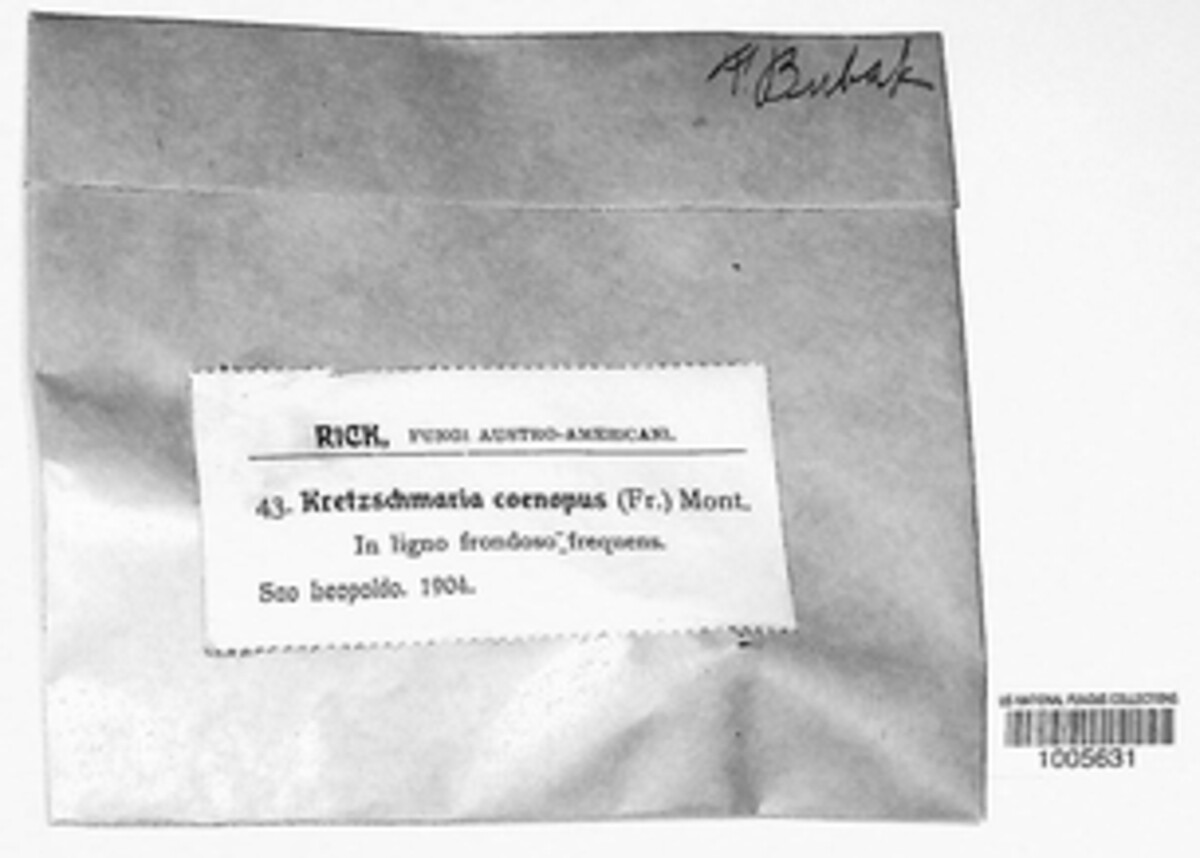 Kretzschmaria clavus image
